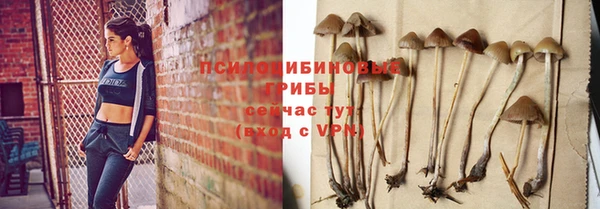 гидра Елизово